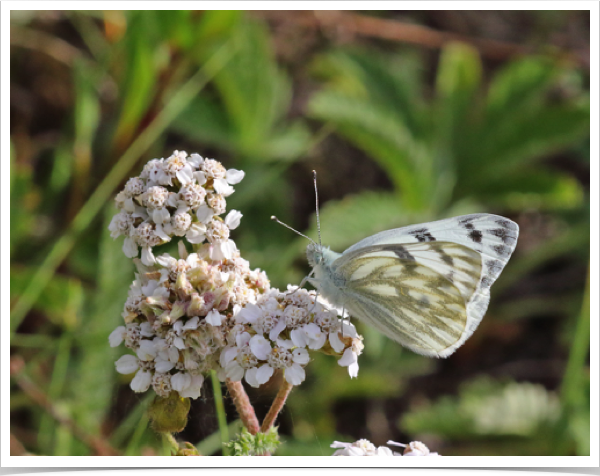 Western White